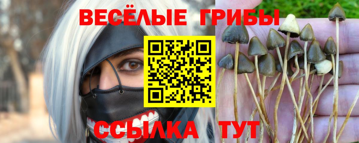 Псилоцибиновые грибы Cubensis Губкинский